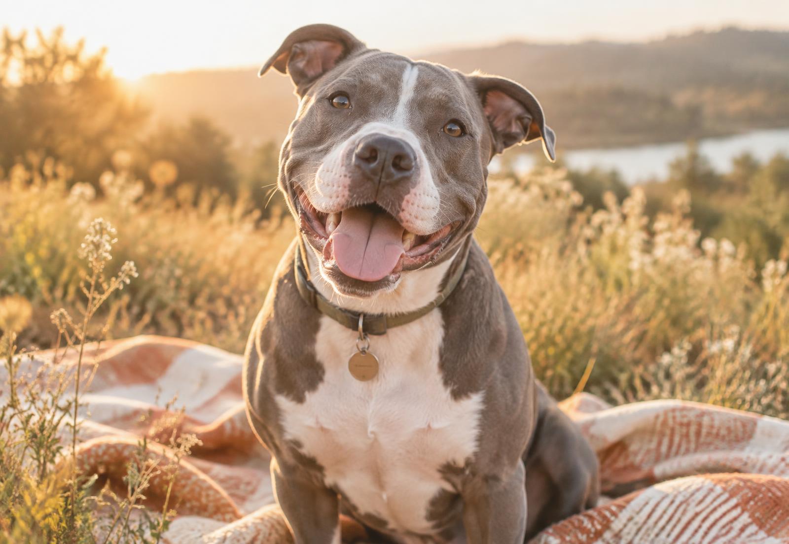 A happy grey and white pitbull smiling in golden evening light